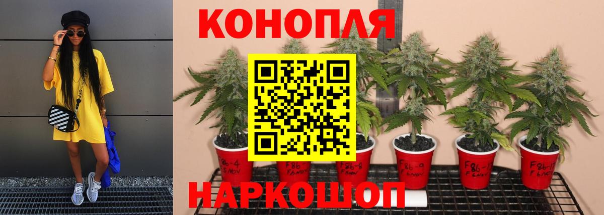 Каннабис OG Kush Красноперекопск